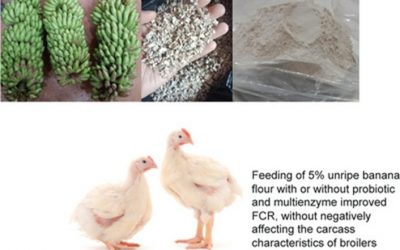 Master’s Degree Student in Animal Science, Faculty of Animal Husbandry and Agriculture, Diponegoro University Researching Raw Bananas as Functional Feed for Broiler Chickens